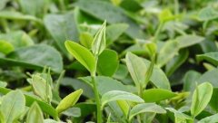 农药残留检测仪可检测茶叶中农药残留